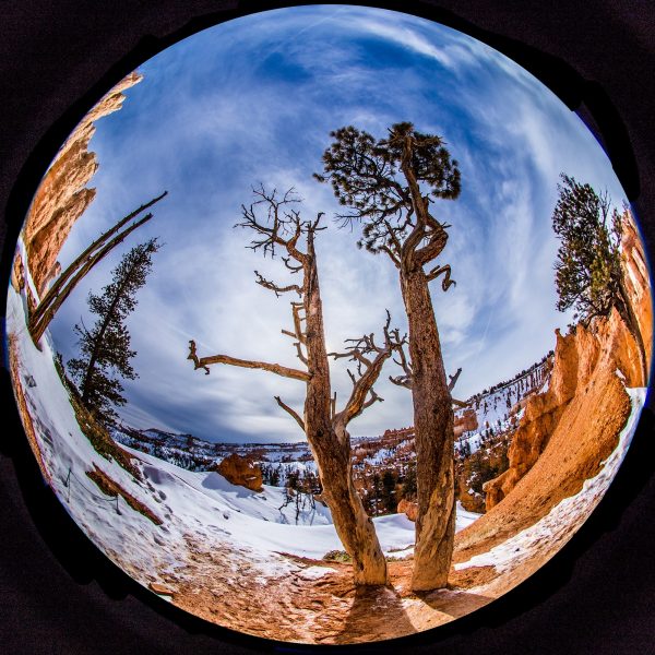 Tree Standoff, Bryce Canyon - Joel Simpson