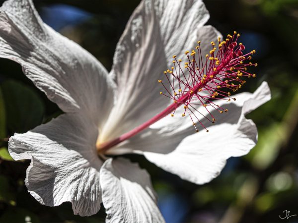 hibiscus-joseph-locke