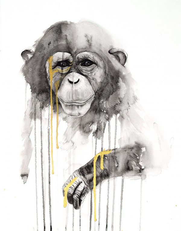 stefanie_demas_chimp