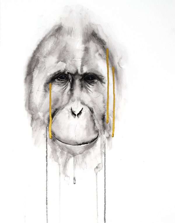 stefanie_demas_orangutan