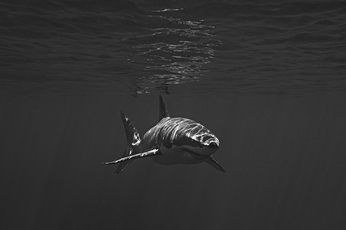 Untitled (Great White Shark)