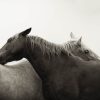two wild horse grooming each other at a wild horse samctuary