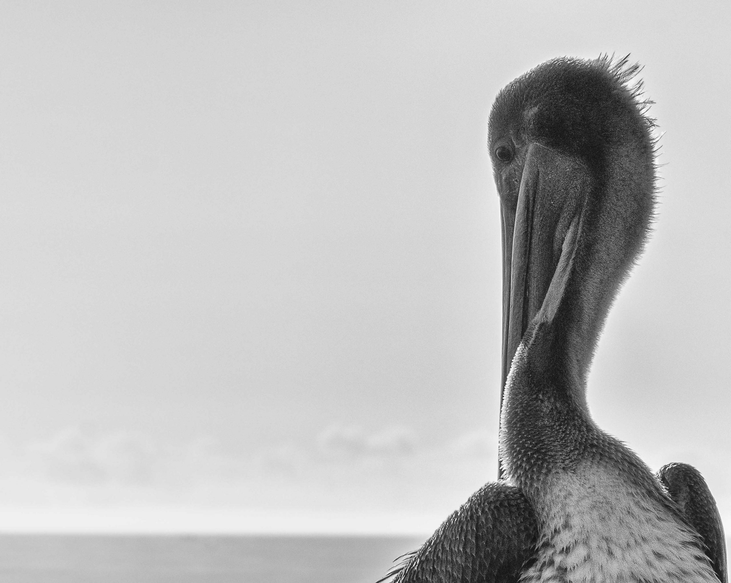 Candid pelican