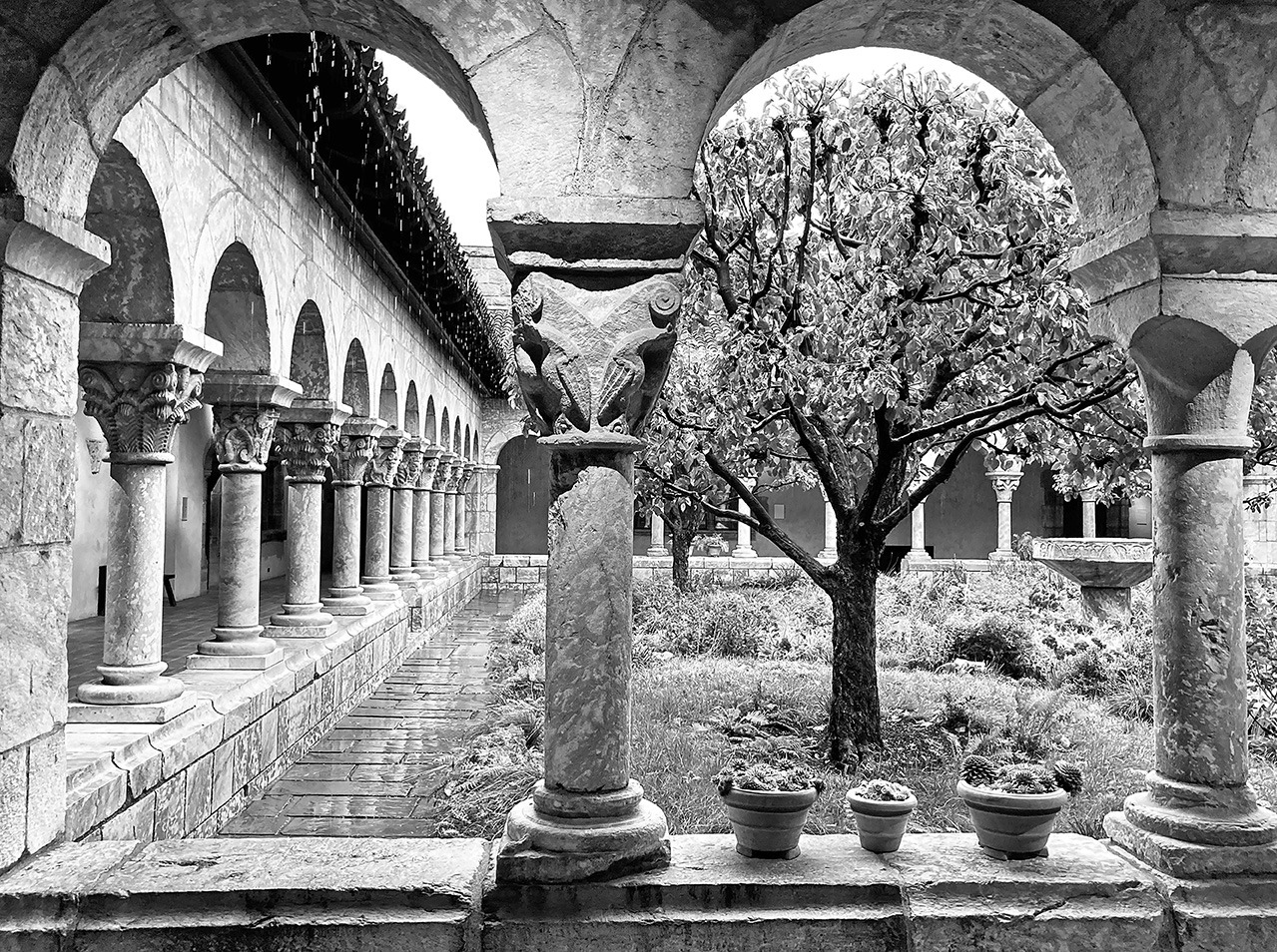 Cloisters Arch With Tree