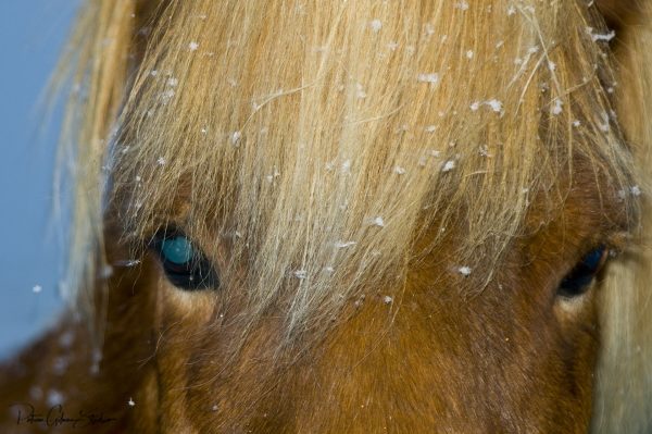 Blue Eyed Icelandic Horse - patricia gilman
