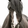 Photograph of Wild Rescued Dark Bay Stallion with white Blaze