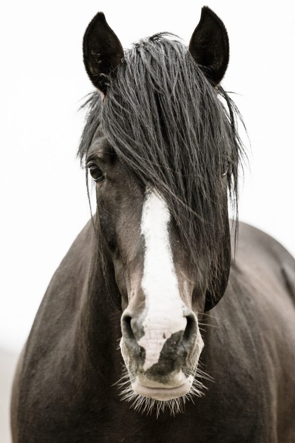 Photograph of Wild Rescued Dark Bay Stallion with white Blaze