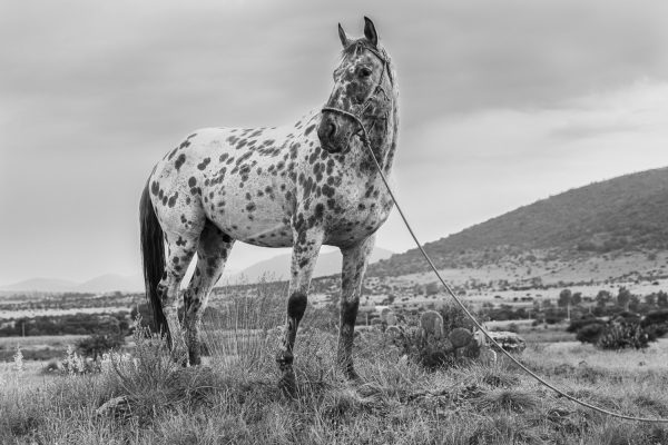 Black and White Photograph of spotted , Apaloosa