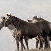4 Wild Horses standing together