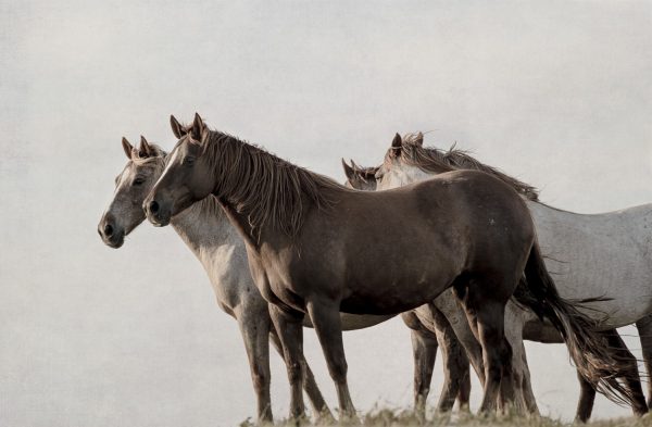 4 Wild Horses standing together