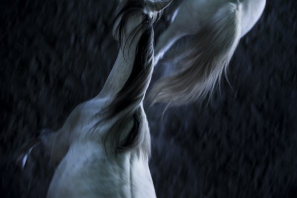 Two horses following each other , vantage point from above, manes and tails