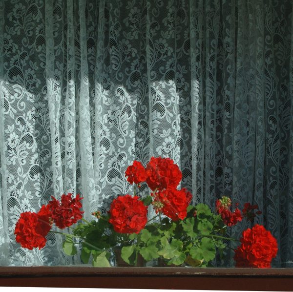 Geraniums in the Window - patricia gilman