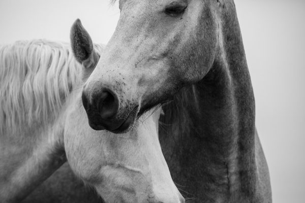 Two wild horses in black and white close up with heads together.