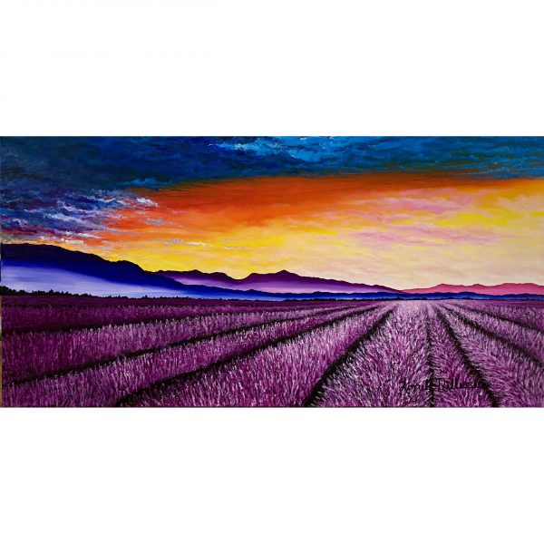 Lavender Fields