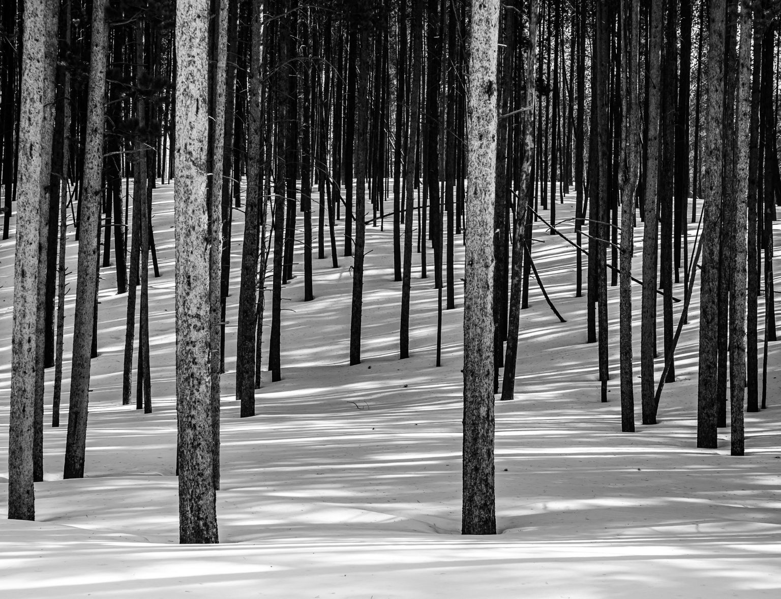 Tree Lines Redwood Art Group