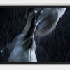 Black framed horse photograph