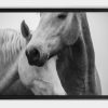 Black and White photograph of two horse heads