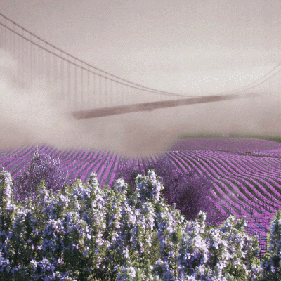 Golden Gate Purple Vineyards image with Golden Gate in the background and a lavendar field in the foreground