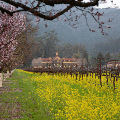Inglenook Winery in the background with mustard field in the foreground to the right and cherry blossoms to the left lined up towards the winery main building. Early spring and everything is in full bloom.