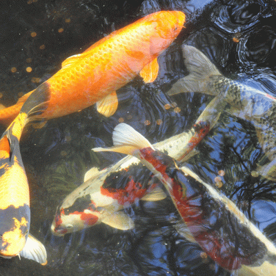 Several koi in different colors play in the pond together. A bright orange is in the top left corner of the photograph
