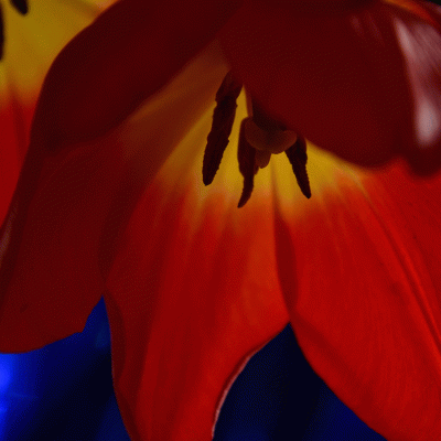 Closeup of Tulip leaves in red and yellow with cobolt blue background and shadows