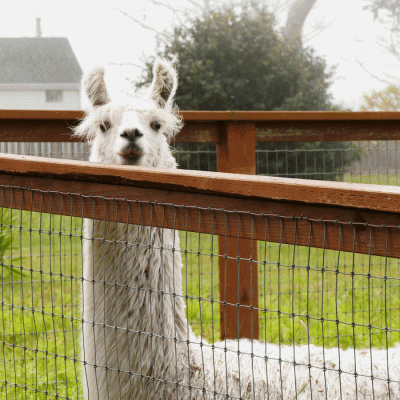 White Llama peeking over the fence with a white building in the background. The fence is brown and the llama is surrounded by grass.
